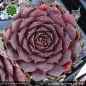 Preview: Sempervivum heuffelii 'Red Grace'
